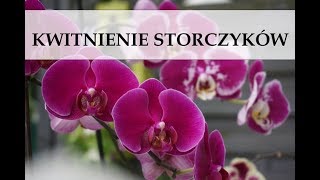 ORCHIDEA STORCZYK wszystko o kwitnieniu │Semika [upl. by Aihgn220]