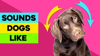 Sounds Dogs Love  Sounds that attract dogs  DOG Sound [upl. by Niad]