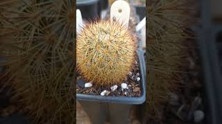 Mammillaria densispina [upl. by Ellocin663]