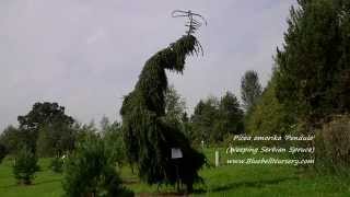 Picea omorika Pendula Weeping Serbian Spruce [upl. by Odrareg]