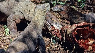 Komodo dragon eating alive goat  wild animals [upl. by Nehtanoj607]