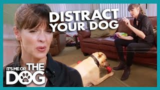 Distracting Your Dog  Its Me Or The Dog [upl. by Naehs]