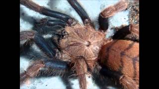 Tarantula Picture Collection Video 5 feat my own musictracks [upl. by Chem237]