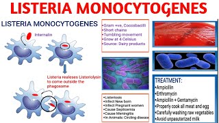 Listeria monocytogenes  Pathogenicity  Listeriosis  Diagnosis  Treatment [upl. by Mcclenon19]