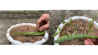 Try to propagate orchids from old stems with aloe vera [upl. by Berke]