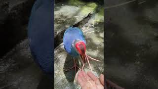 Feeding a 💜 swamphen birds cute beautiful [upl. by Peednus]