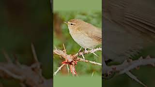 Common Chiffchaff A Closer Look at Their Call and Display 🐦 [upl. by Lindi892]