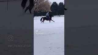 Skijoring Snowboarding with my horse viralvideo funny pets cute snow skiing skijoring [upl. by Bennett]