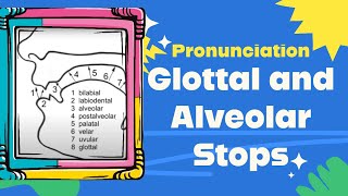 Glottal and Alveolar Stops Pronunciation [upl. by Dlorag]