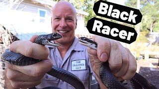 Florida Southern Black Racer Common black snake Coluber constrictor priapus [upl. by Clausen448]