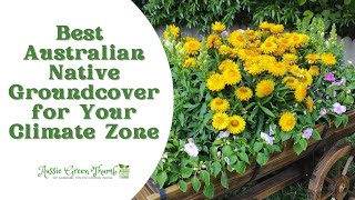 10 Australian Native Groundcover Plants for a Stunning Garden [upl. by Kirkpatrick]