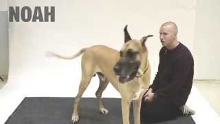 How Dogs react to Human Barking [upl. by Neersin]