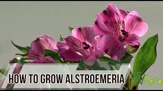 How to Grow Alstroemeria  Astromelia Flower  TvAgro By Juan Gonzalo Angel [upl. by Etnauq]