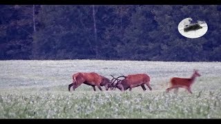 Red stag hunting during the rut  best moments 2018 1 [upl. by Papotto]