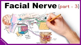 Facial Nerve Anatomy Simplified Part 3 [upl. by Pattie]