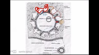 3 ème semaine du développement embryonnaire partie 02 [upl. by Aketal916]