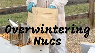 Overwintering Weak Hives in Wooden Nuc Boxes [upl. by Xever811]