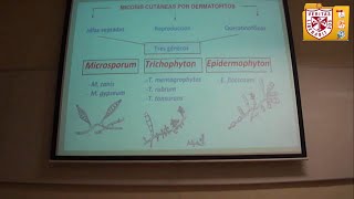 Microbiología  Micosis Superficial y Subcutanea [upl. by Adnolehs]