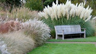 Ornamental grasses with types and varieties [upl. by Nosnah407]