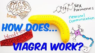 How Does Viagra Work [upl. by Shina263]