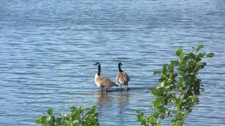 På vandring i naturreservat Baldersnäs Bengtsfors kommun [upl. by Oriaj]