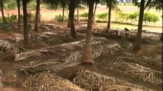 VermiCompost Vermiculture Fertilizer preparation in India [upl. by Nananne]