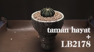 Gymnocalycium Mihanovichii LB2178 with Taman Hayat Planters [upl. by Cramer]