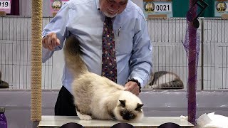 CFA International Show 2019  Longhair Kitten Class Judging  Birmans [upl. by Lily]