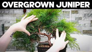 Pruning an Overgrown Juniper Bonsai [upl. by Ena]