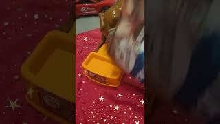 The Paranuss Nuts brazilnuts ASMR brazil Nuts for Doggie shorts 5 [upl. by Theone]