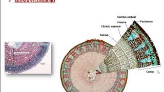 Tecidos de Condução  xilema e floema [upl. by Oilime]