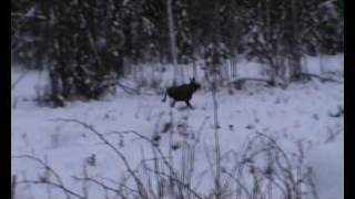 älgjakt gråhundblixten vs ko och kalv [upl. by Hennessy]