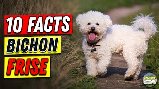 Bichon Frise 101  10 Facts for Owners [upl. by Ididn]