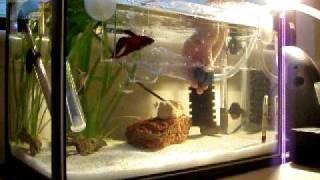 TropicalBetta Fish Tank Cleaning SAND [upl. by Inverson]