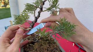 Creazione jin su ginepro bonsai [upl. by Sky874]