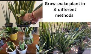 How to propagate snake plant l 03 simple methods to growpropagate sansevieriasnake plant [upl. by Chipman845]