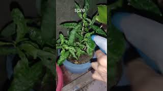 Fungicide spre with water solution subscribe like gardening [upl. by Selim]