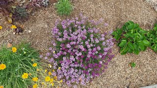 Sweet Alyssum Lobularia maritima is a Beautiful Drought Tolerant Annual [upl. by Eimmot640]