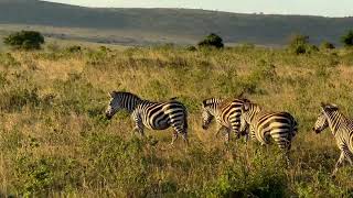 Running Zebras MaasaiMara Kenya Safari [upl. by Riebling372]