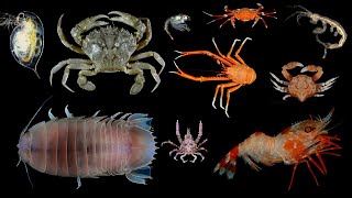 Facts Crustaceans [upl. by Fredelia]