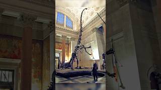 Barosaurus Dinosaur Amazing Facts shorts facts trending [upl. by Luther]