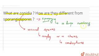 What are conidia  How are they different from sporangiospores   11  BIOLOGICAL CLASSIFICATIO [upl. by Graaf]