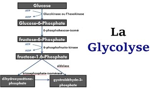 La Glycolyse [upl. by Yadrahc886]