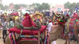 Pushkar Festival  Camel dances [upl. by Mehala234]