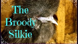 The Broody Silkie [upl. by Ellerud]