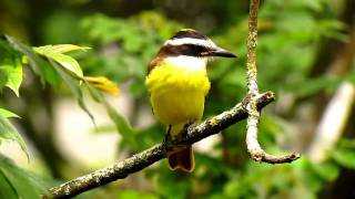 Great Kiskadee  Pitangus sulphuratus  Medellin C Andes [upl. by Dang]