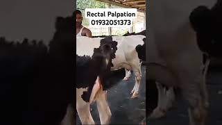 Rectal Palpation  Dr Enamul Haque  01932051373 [upl. by Palla142]