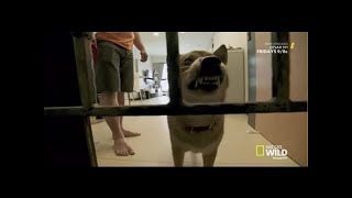 Cesar 911 Season 4 Episode 5 Yoshi’s Castle [upl. by Jeffy]