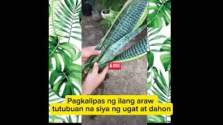 How to propagate snake plantPaano paramihin ang snake plantsLoydmartv [upl. by Airom]