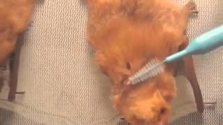 Brushing baby red tree bats Mary Cummins Animal Advocates [upl. by Htebyram]